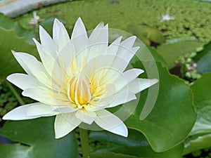Lotus flowers bloom very beautiful (a close-up image or macro)