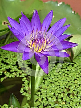 Lotus flowers bloom very beautiful & x28;a close-up image or macro& x29;