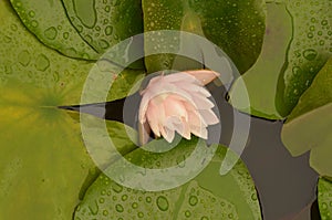 Lotus flowers blooming amid leaves in lilypad pond