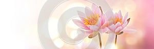 Lotus flowers blooming over pink blurred background. Water lily flower close up. Waterlily close-up. Blooming pink aquatic flowers
