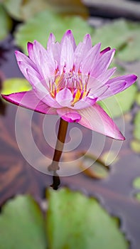 lotus flowers in bright and beautiful colors