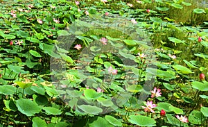 Lotus flowers and buds with green leaves