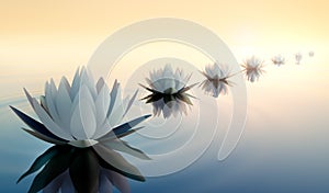 Lotus flowers in a calm sea at sunset