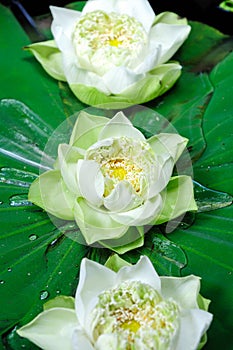 Lotus flowers floating in a pond
