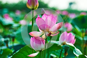 The lotus flowers and flower bud