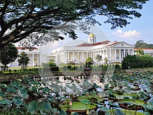 lotus flowers in front of Bogor Palace
