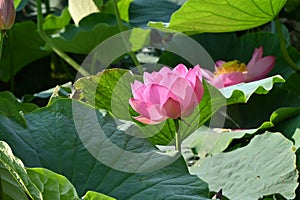 Lotus flowers in full bloom in Japanese lotus garden.