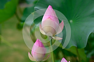 lotus flowers among green leaves in famous Summer lotus pond of Liyuan garden photo