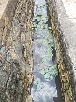 lotus flowers and green leaves in sewers on the side of public roads in Indonesian Borneo 2