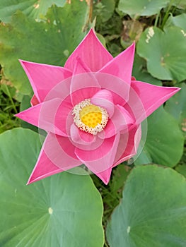 Lotus flowers growing in the JLS swamp