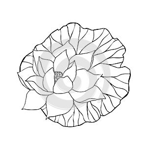 Lotus flowers, leaves and buds black line art. Botanical hand drawn vector illustration. Outline floral drawing for for