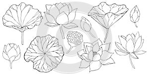 lotus flowers, leaves and buds black line art. Set of vector illustration. Outline floral drawing for for logo, tattoo