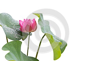 Lotus flowers and leaves isolated on white background