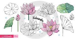 Lotus flowers, leaves, stems, buds hand drawn in color and in black and white line. Nelumbo. Set of Botanical illustration in