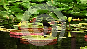 Lotus flowers and leaves on water and duck