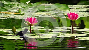 Lotus flowers and leaves on water and duck