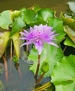 Lotus flowers in pond. Beautiful nuture background.