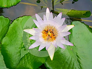 Lotus flowers in pond with bee. Beautiful nuture background.