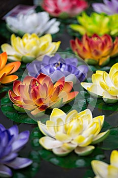 Lotus-flowers in a pond