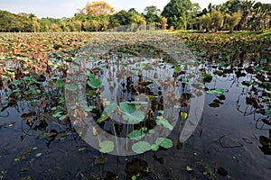 The lotus flowers pond in Taiping Lake Garden, Malaysia