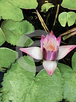Lotus flowers in the pool in public park close