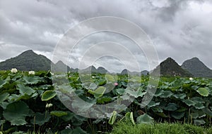 Lotus flowers in Puzhehei Scenic Area