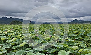 Lotus flowers in Puzhehei Scenic Area