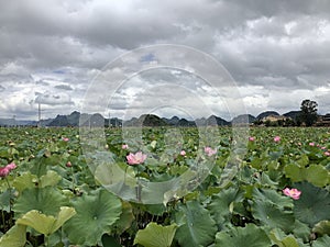 Lotus flowers in Puzhehei Scenic Area