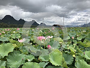 Lotus flowers in Puzhehei Scenic Area