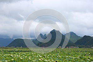 Lotus flowers in Puzhehei Scenic Area