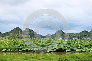 Lotus flowers in Puzhehei Scenic Area