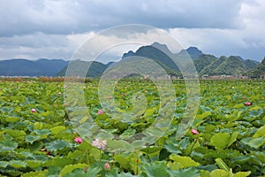 Lotus flowers in Puzhehei Scenic Area