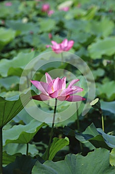 Lotus flowers and seedpod
