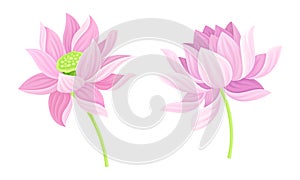 Lotus flowers set. Beautiful pink flower, symbol of yoga, wellness industry, ayurveda products vector illustration