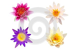 Lotus flowers set on white background