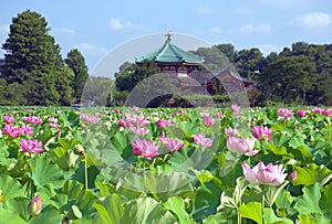 Lotus flowers at Shinobazu Pond in Ueno Park