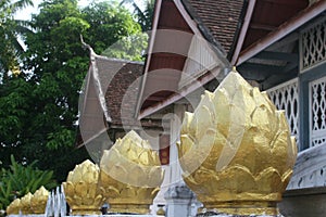 Lotus flowers, Unesco temple Wat Xieng Thong, Luang Prabang, Laos