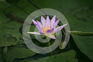 Lotus flowers on the water