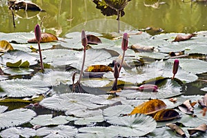 Lotus flowers on water