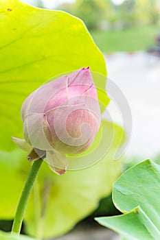 Lotus flowers or waterlilly flowers in the pond nature on the ho