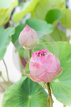 Lotus flowers or waterlilly flowers in the pond nature on the ho