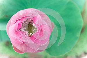 lotus flowers or waterlilly flowers in the pond nature on the ho