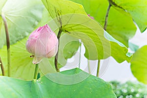 Lotus flowers or waterlilly flowers in the pond nature on the ho