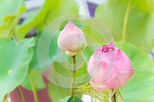 Lotus flowers or waterlilly flowers in the pond nature on the ho