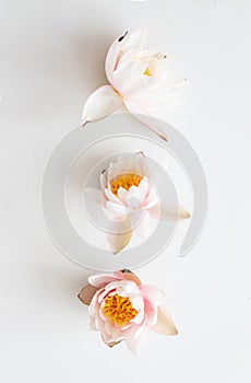 Lotus flowers on white background. Flat lay, top view.