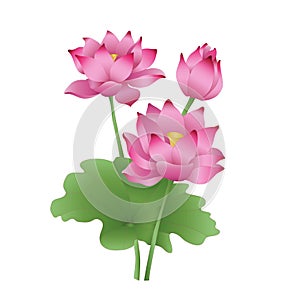 Lotus flowers on a white background, the stages of bud opening, a beautiful flower, an aquatic plant.