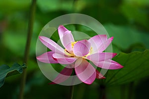 Lotus folwer (5)