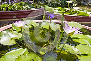 Lotus folwer in a basin