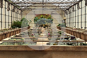 Lotus folwer in a basin