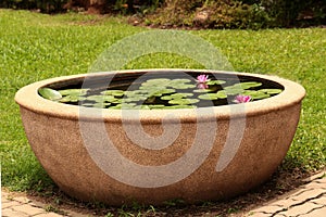 Lotus folwer in a basin